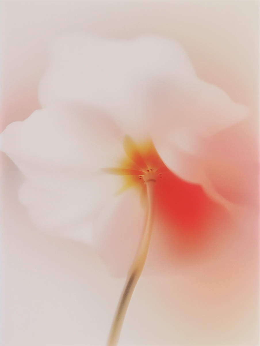 Composição floral 5