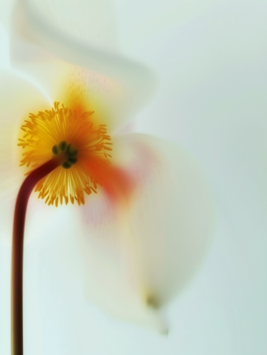 Composição floral 9