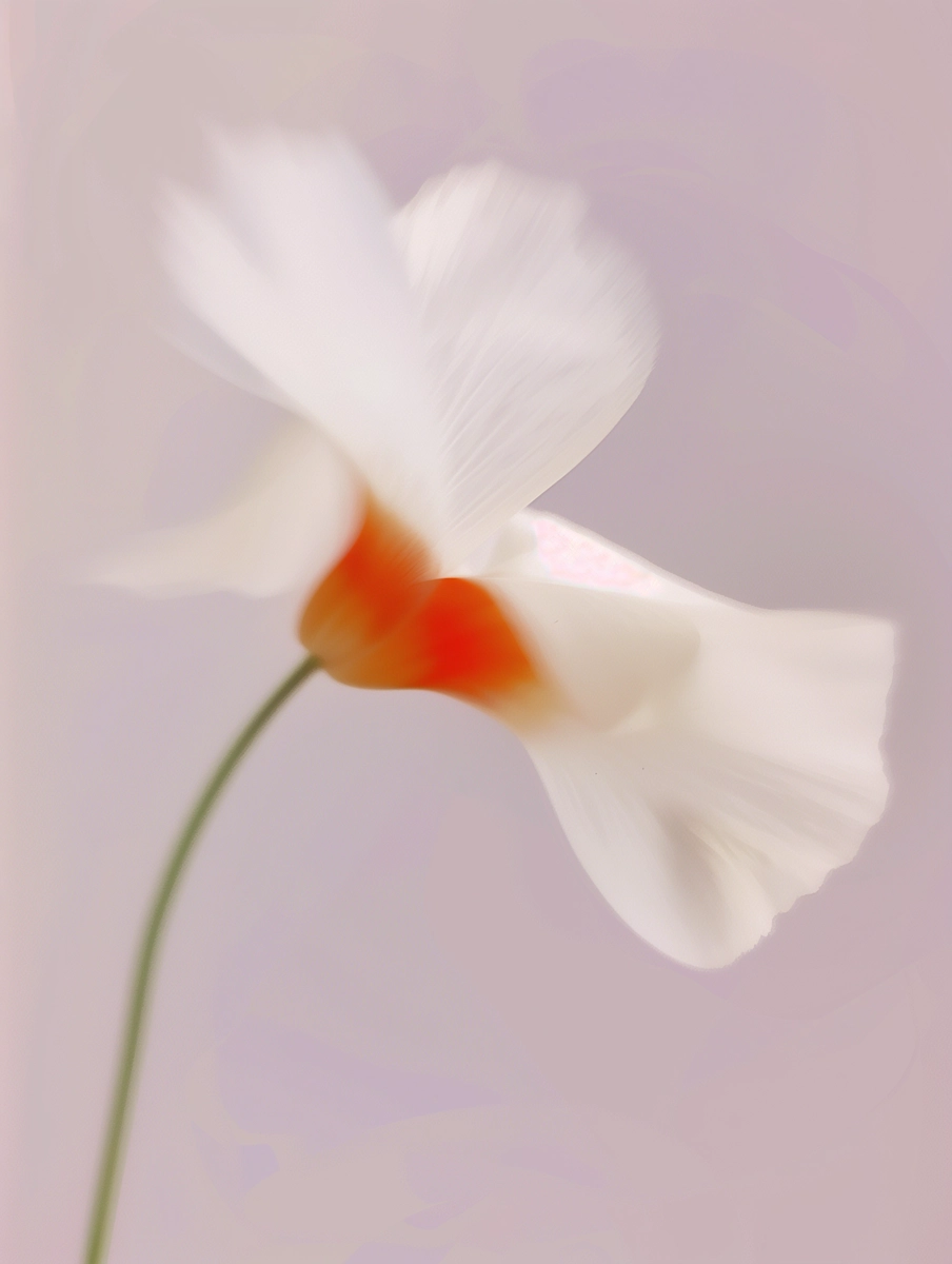 Composição floral 12